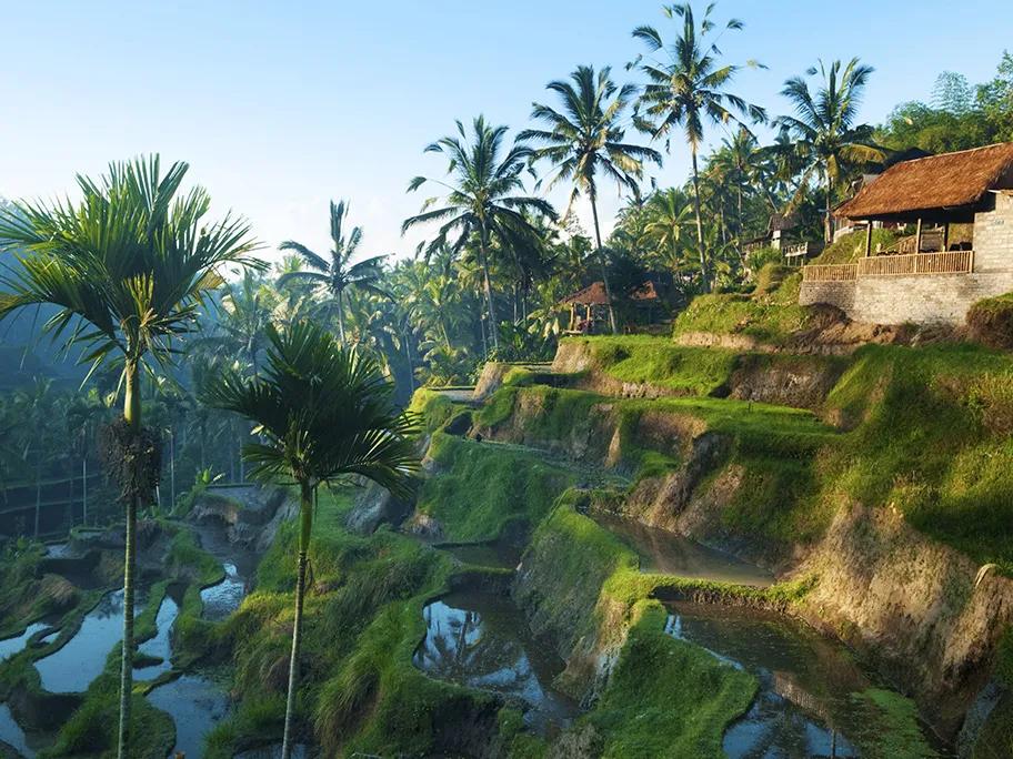 Sunrise over a Balinese rice paddy