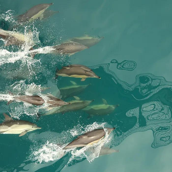Playful dolphins in the Bay of Setúbal