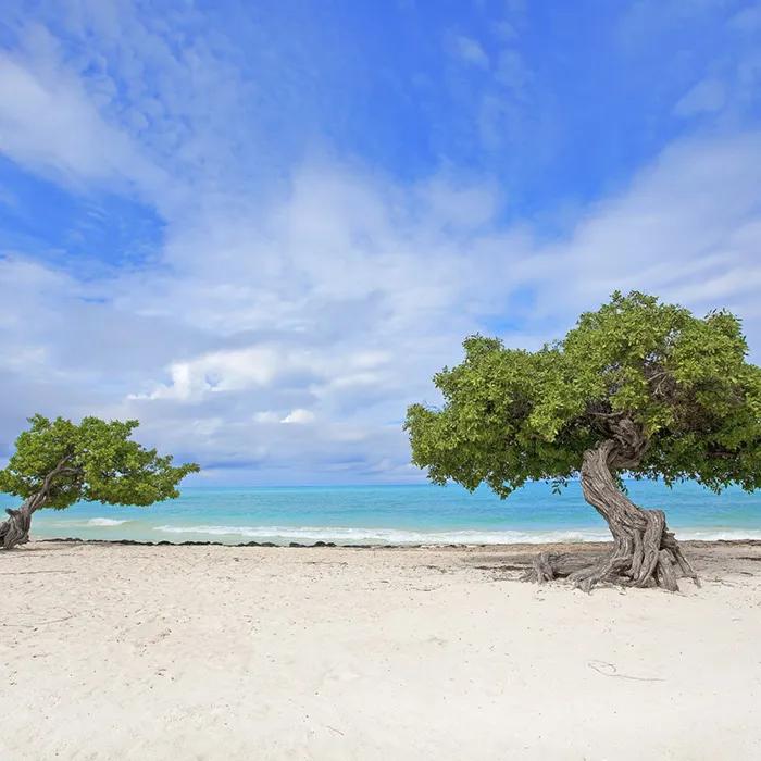 The famous Divi Divi trees