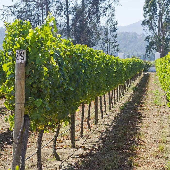 Vineyard in Casablanca
