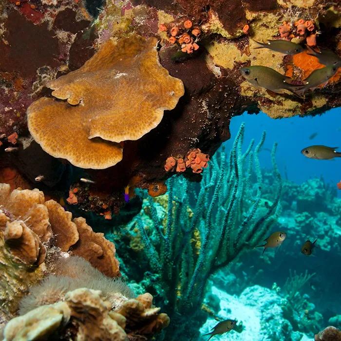 Coral reef at Little Bonaire