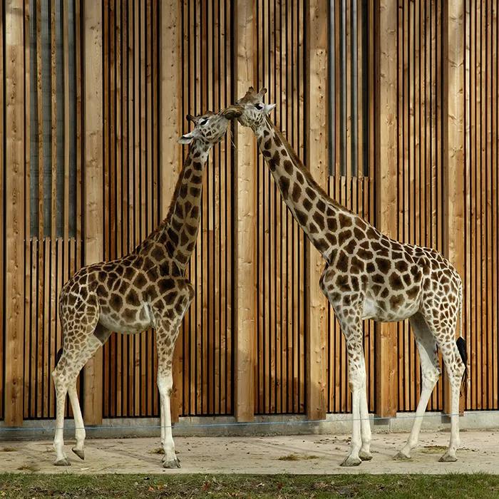 The free zoo of La Tête d’Or houses giraffes