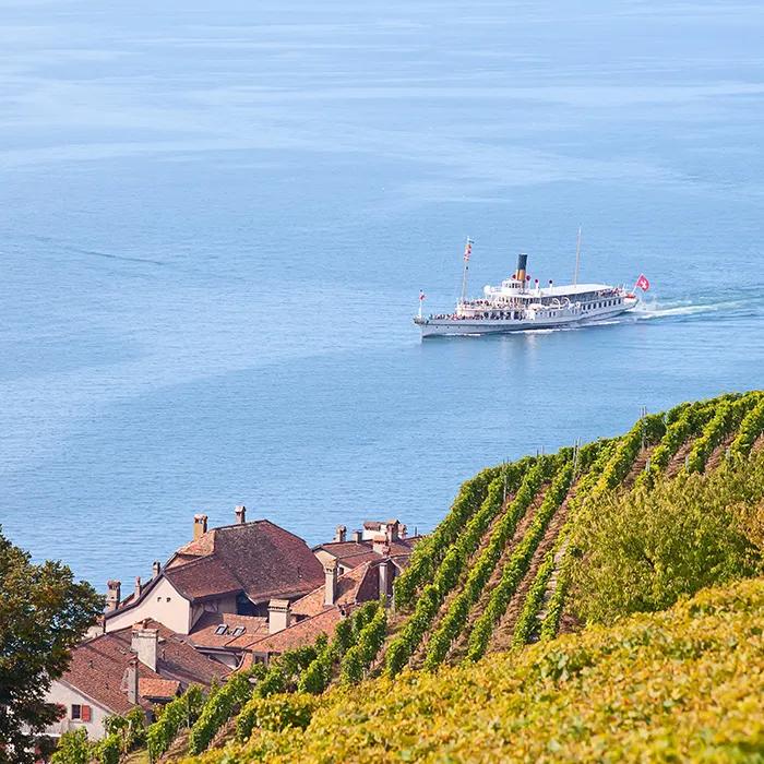 Cruising past vineyards