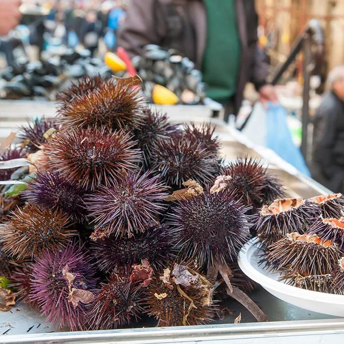 Sea urchins at 'A Piscaria