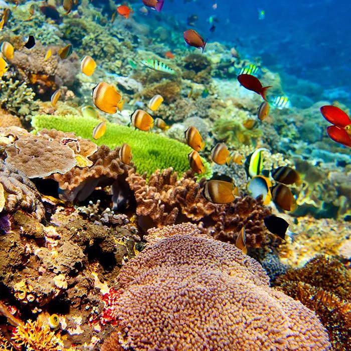 Colourful coral at Coral Gardens