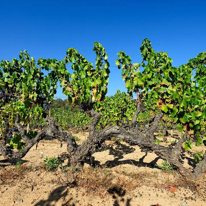 Cannonau grapes in Nuoro