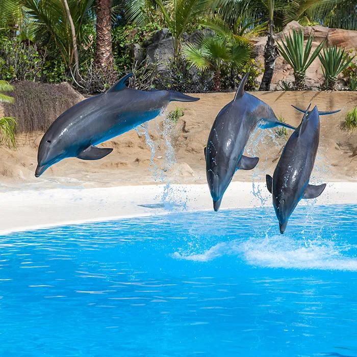 Dolphin Bay Park