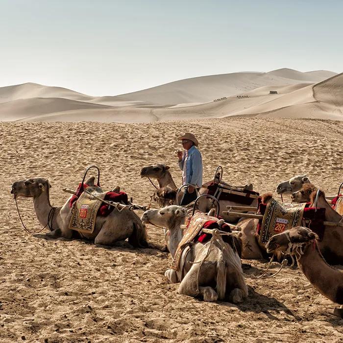 Camels in the Gobi Desert