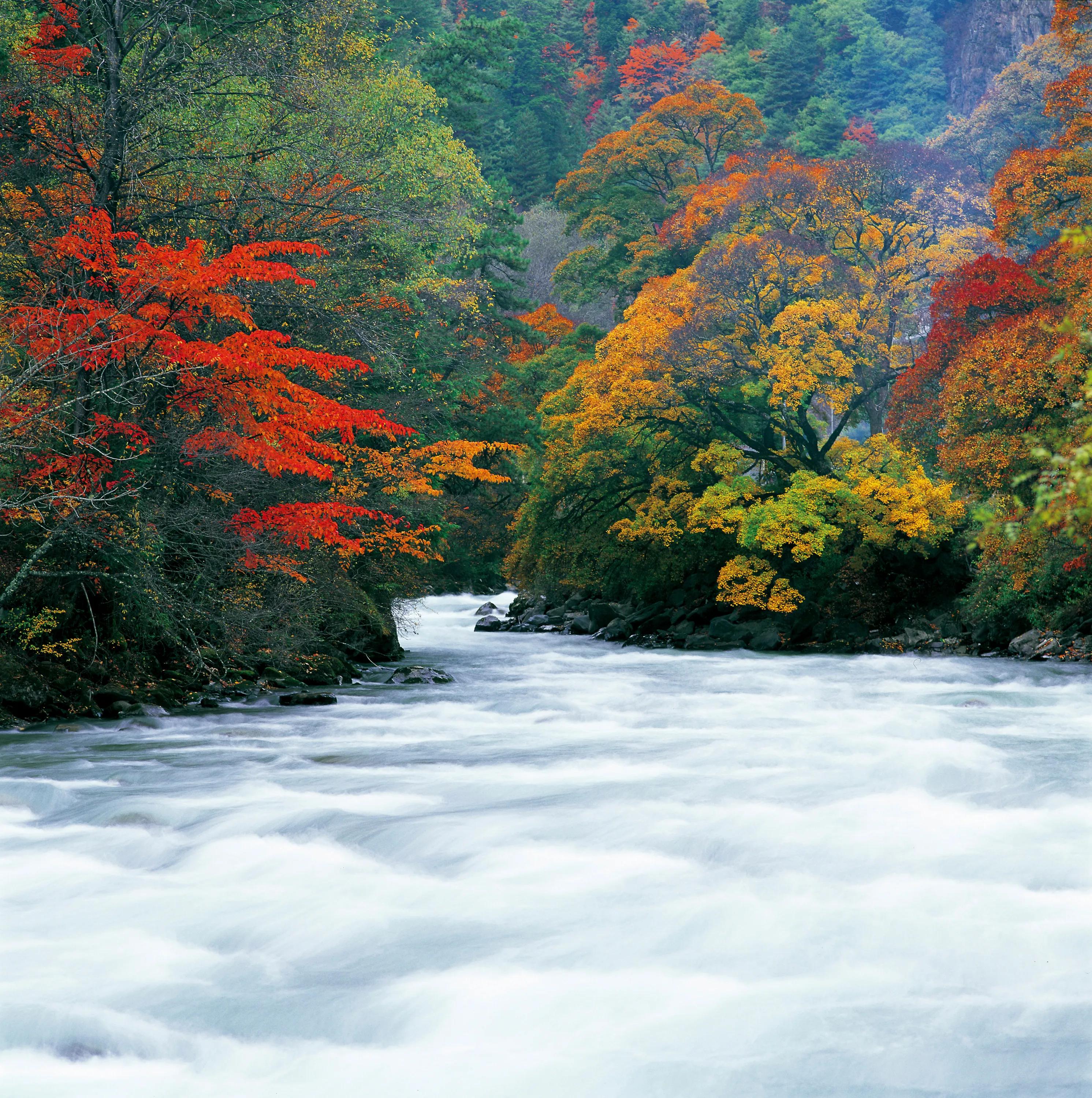 Miyalou: the largest 'red forest’ in China