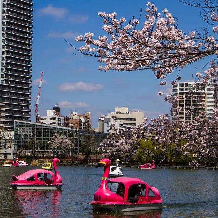 Punting in swan boats