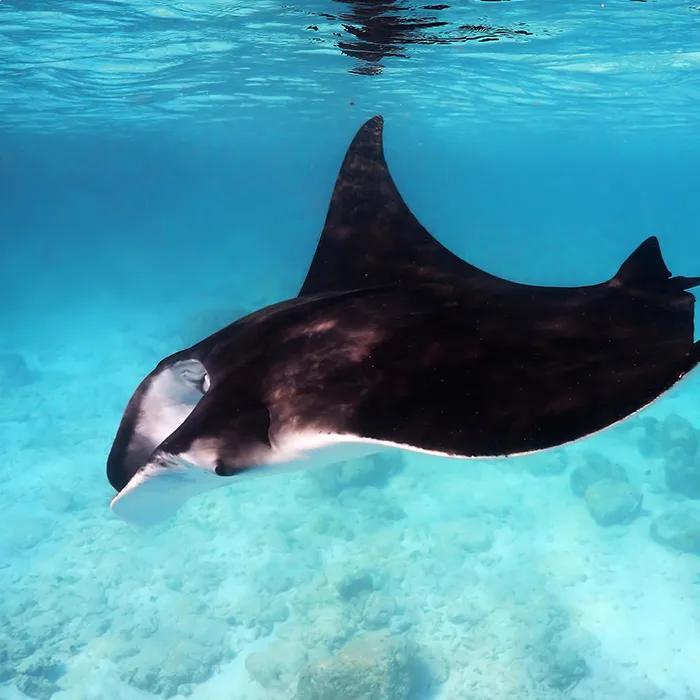 A manta ray