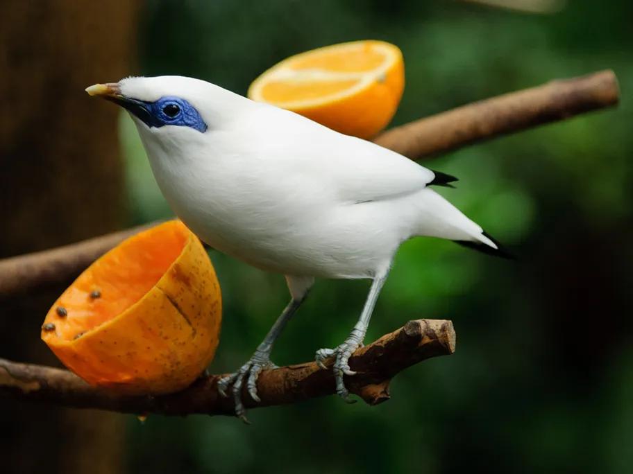 The Bali starling (Leucopsar Rothschildi)