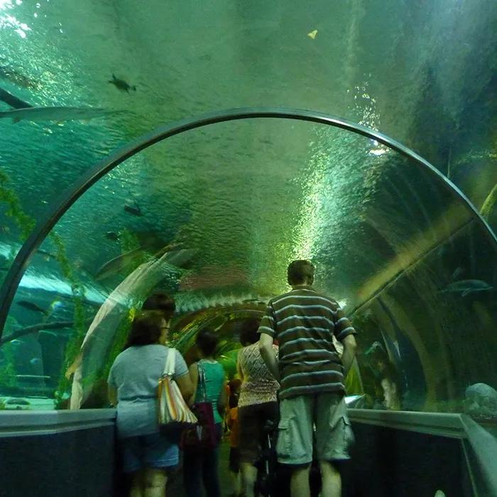 The glass tunnel in the aquarium