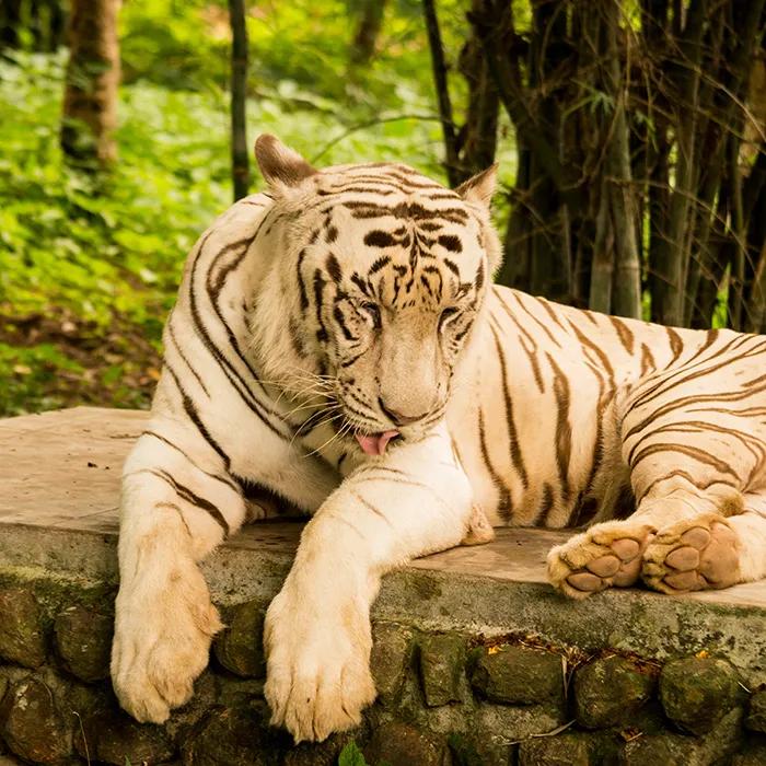 White tigers in Bannerghatta National Park