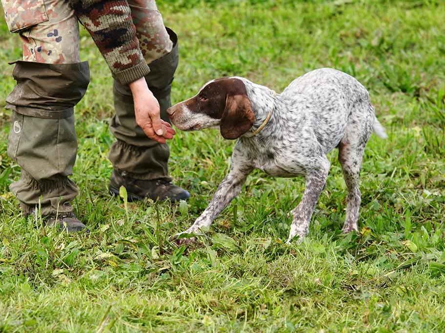 Truffle hunt with a dog