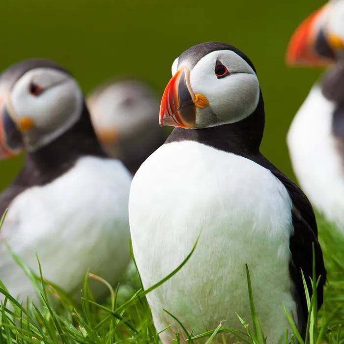 With a bit of luck, bird watchers may spot puffins