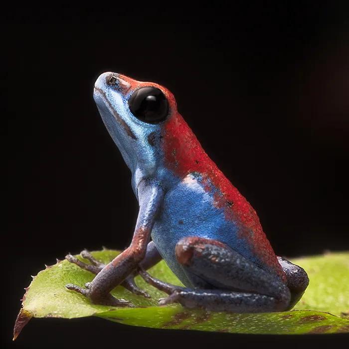 Poisonous dart frog on Escudo island