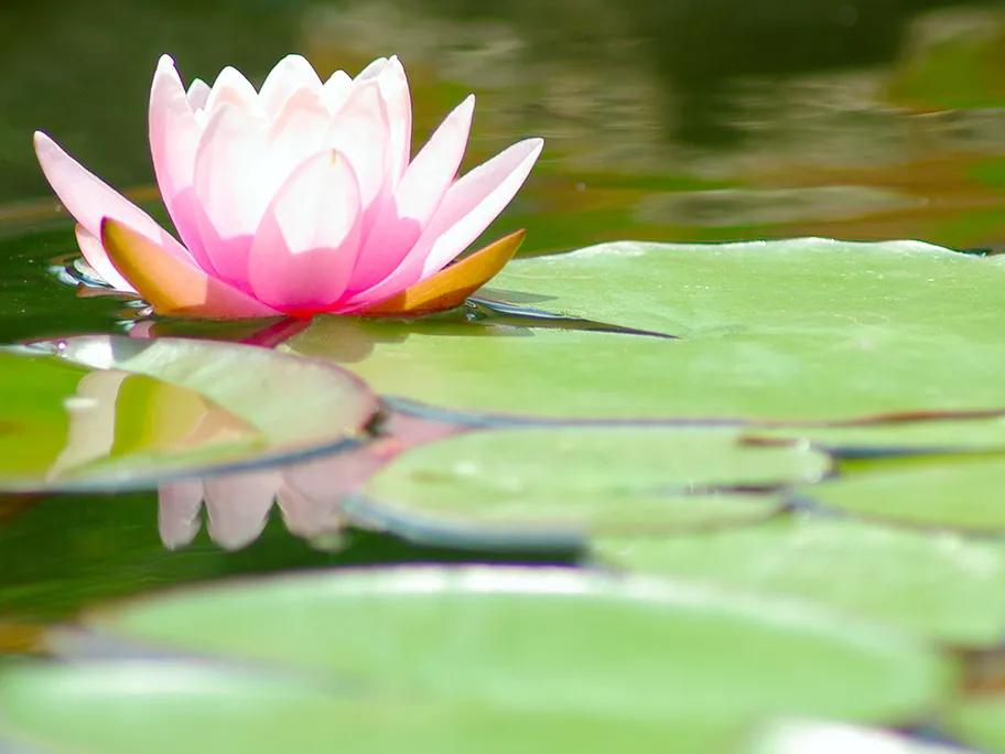 The lotus flower