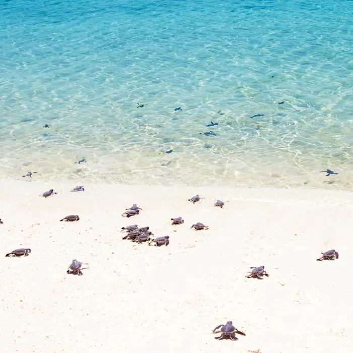 Only 1 in 1,000 young turtles reaches adulthood