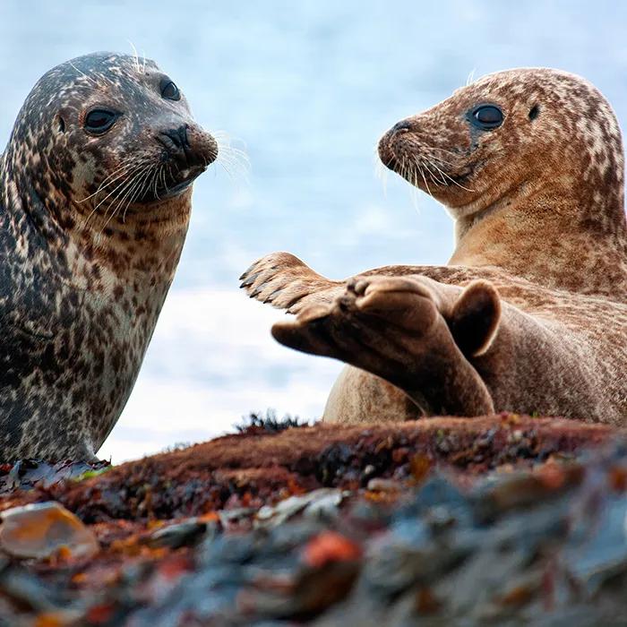 A seal on the seafront