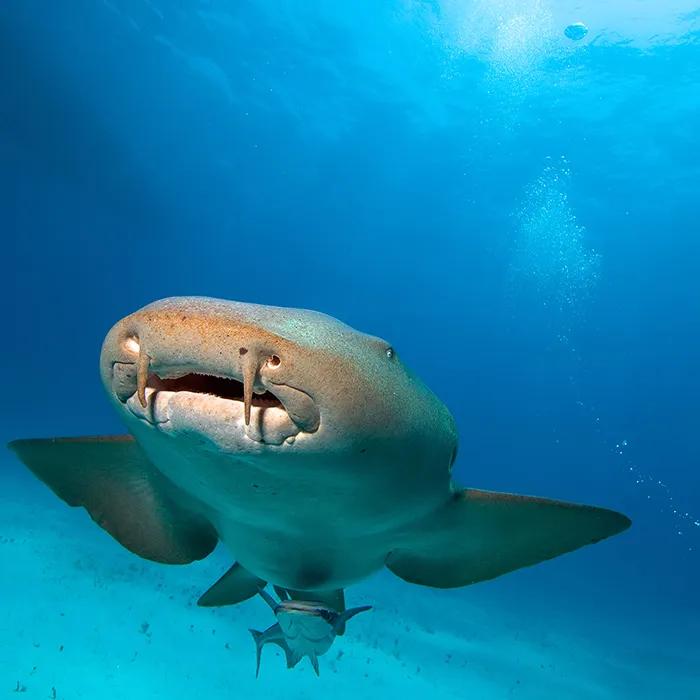 Eye-to-eye with a nurse shark
