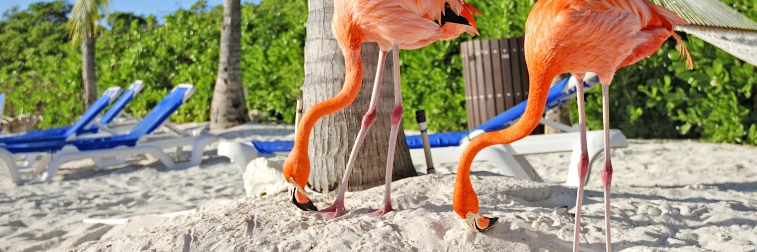 KLM Amsterdam–Aruba showed €692 returns