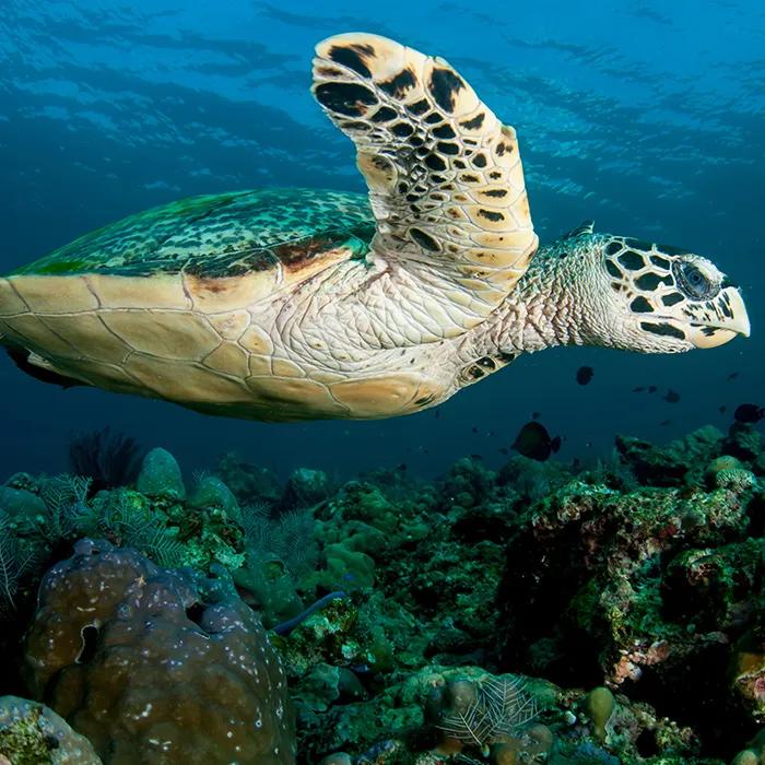 A sea turtle in the coral reef