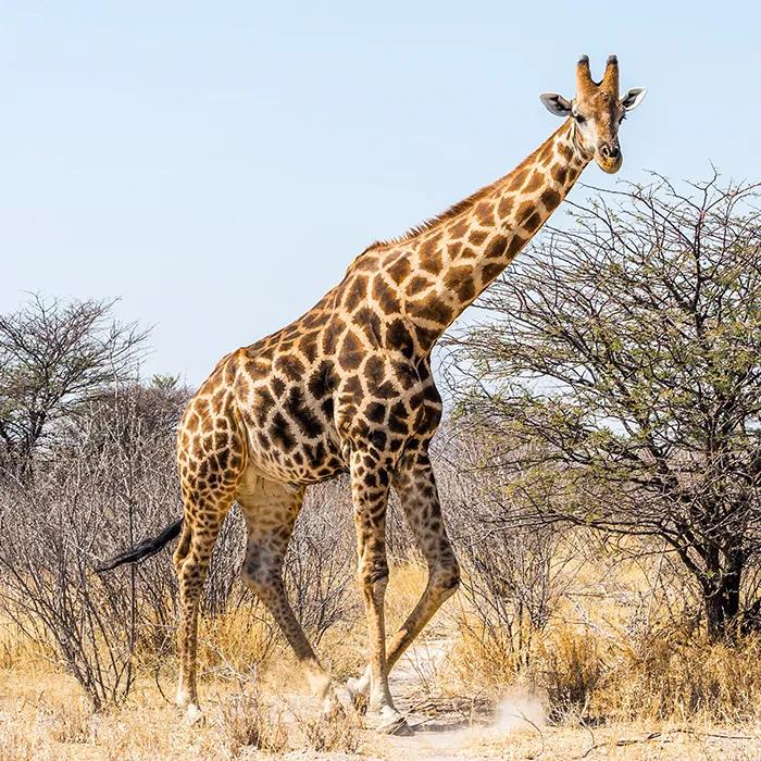Giraffe in the bush