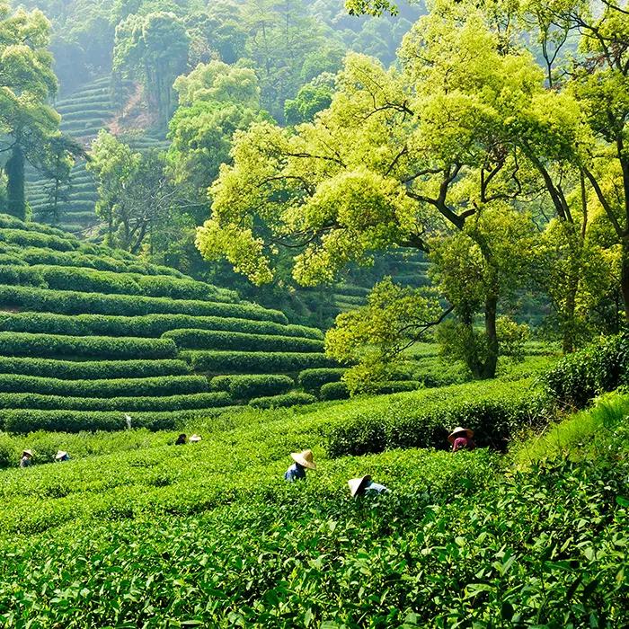 Mountain tea garden