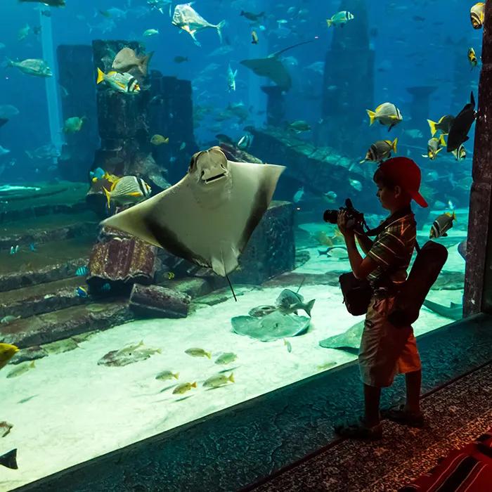 Bedroom with a view of 65,000 fish