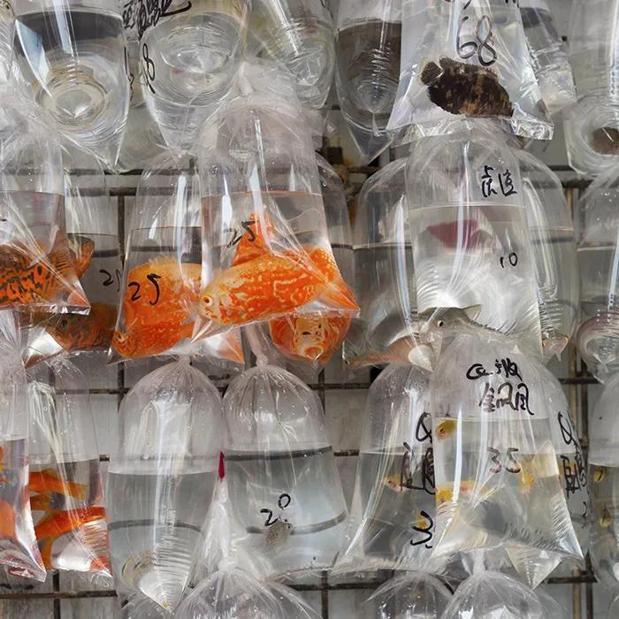 Live fish in plastic bags