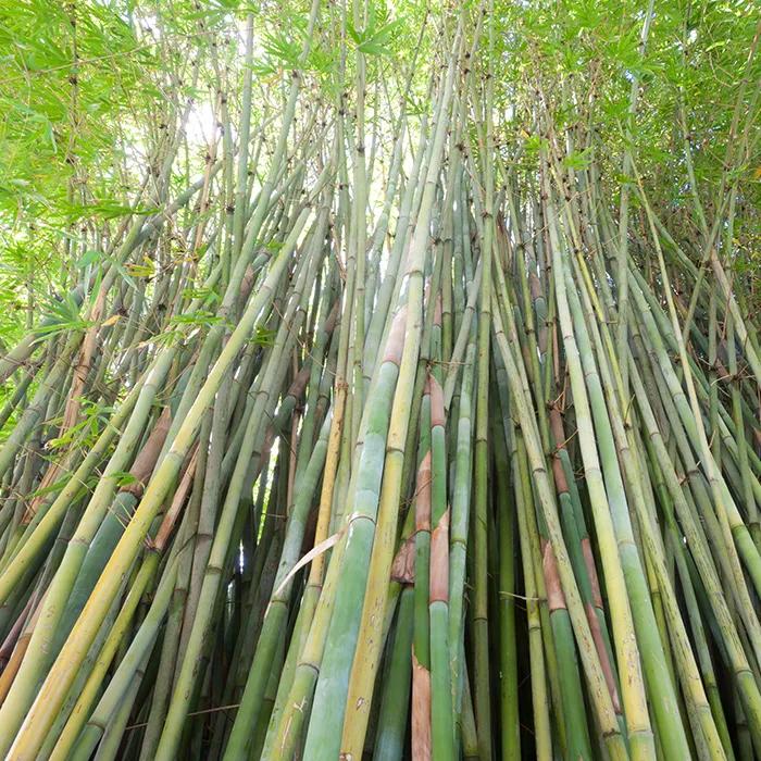 Bamboo in the Oriental garden