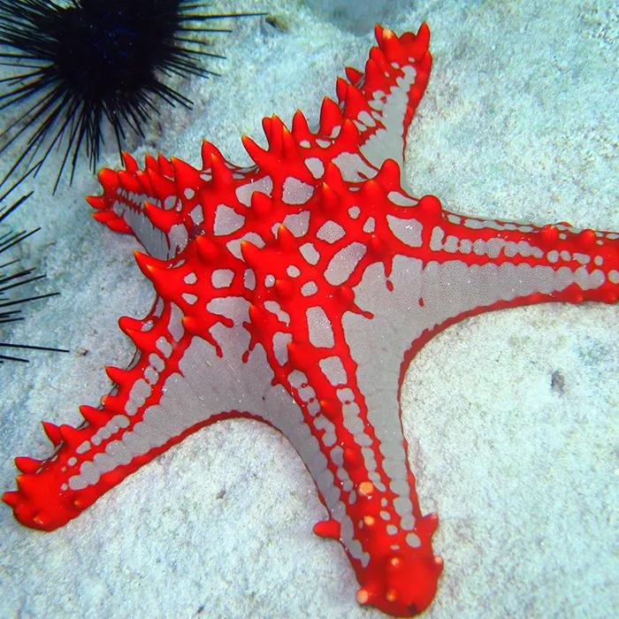 A red starfish