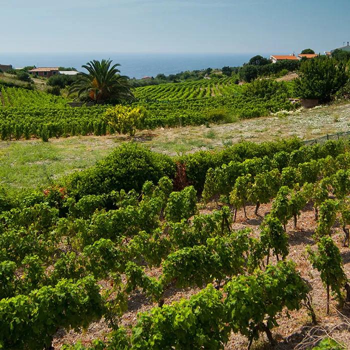 The best Malvasia grapes hail from Bosa