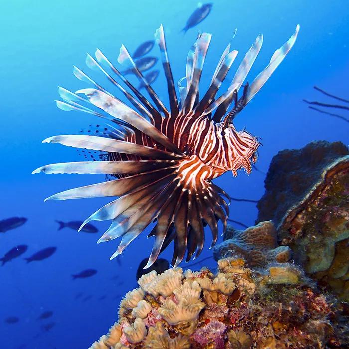 Encounter a red lionfish in Wonderland