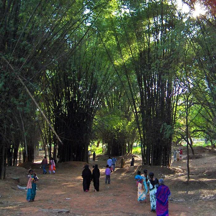 Palms and palaces in Cubbon Park