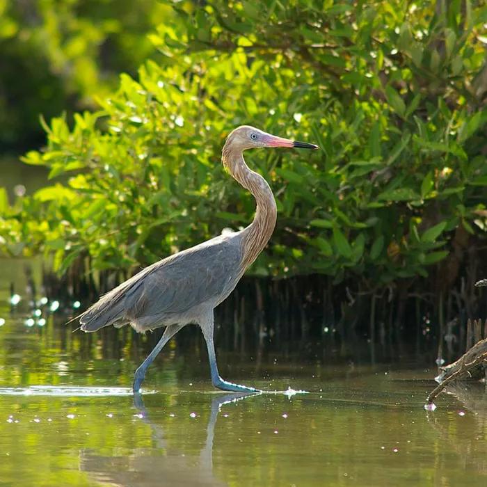 A red heron