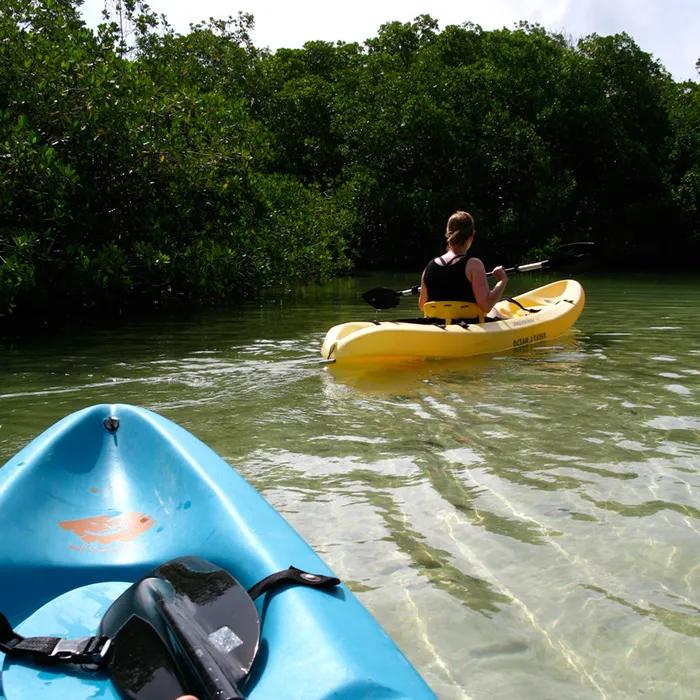 The tranquillity of the mangroves