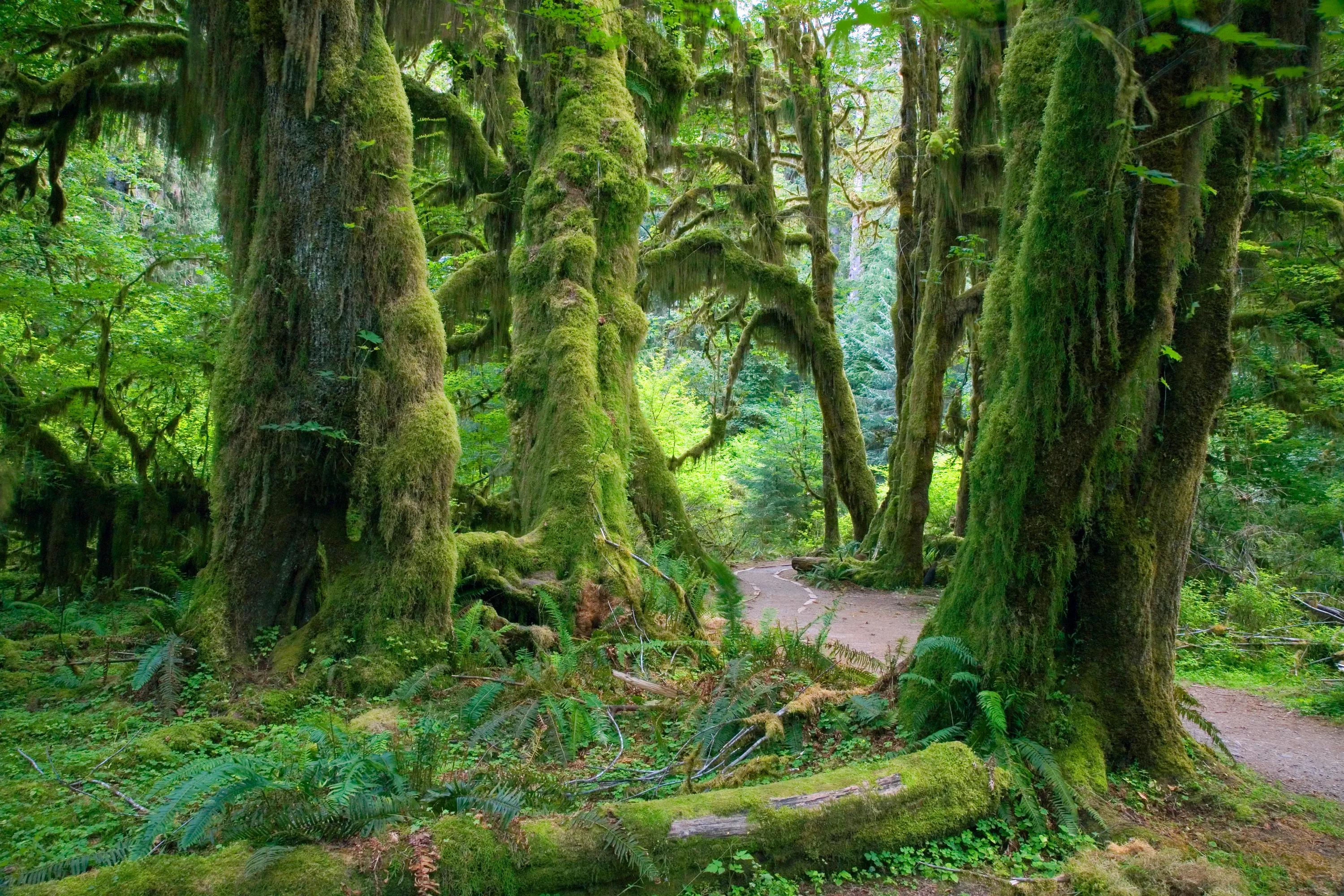The Hoh rainforest in the Olympic National Park