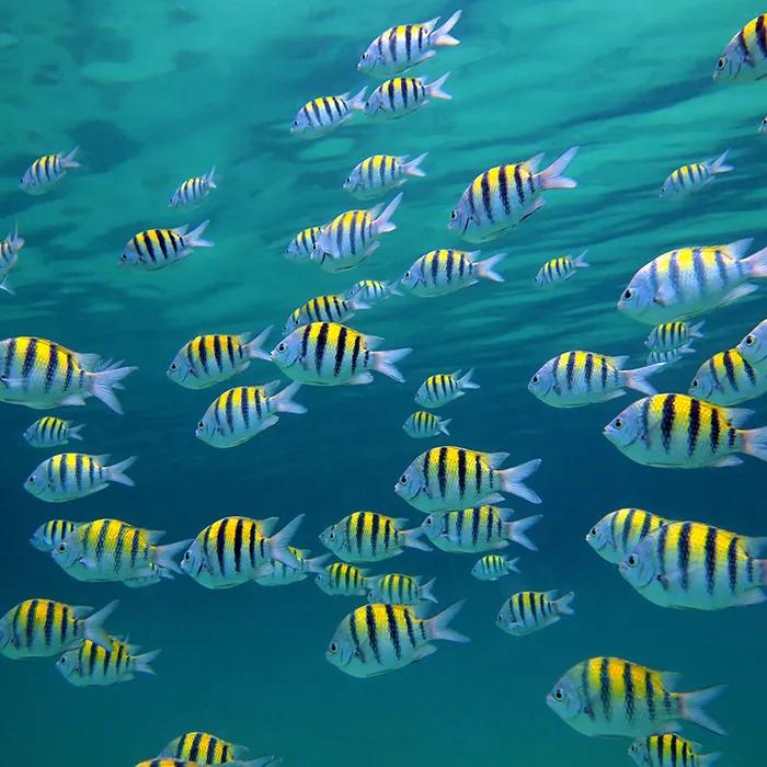 Sergeant major fish