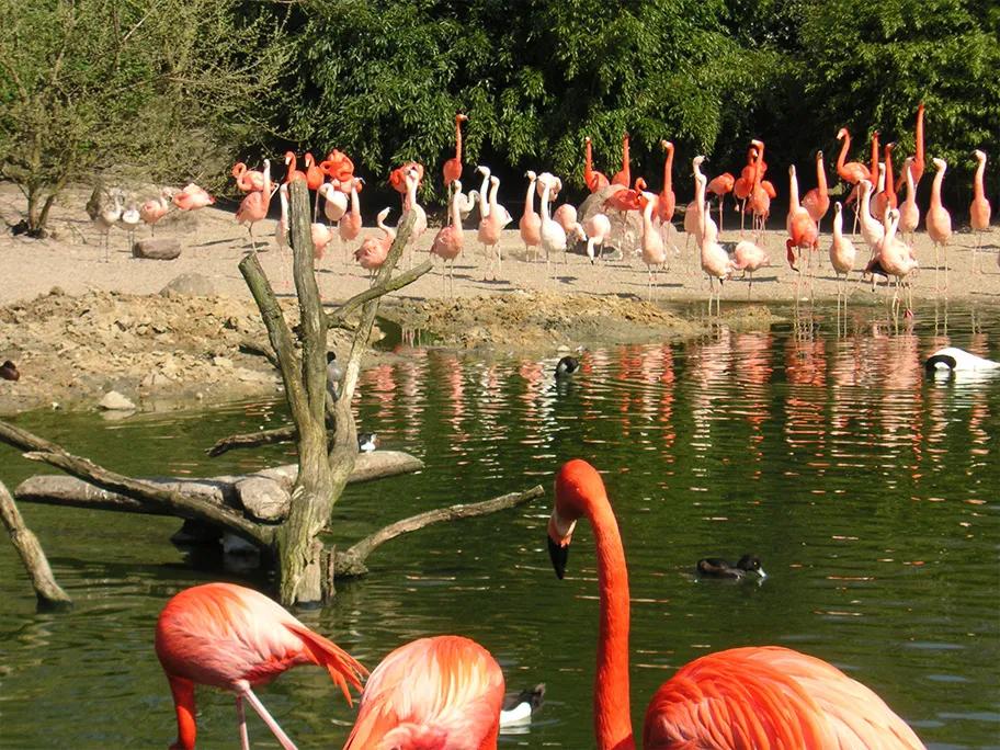 Flamingos along the waterside