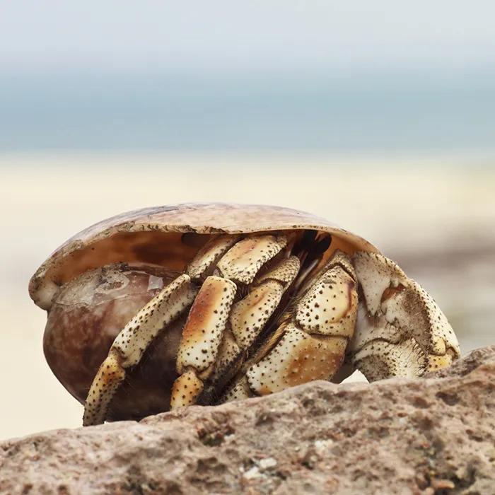 A crab on a Bongoyo beach