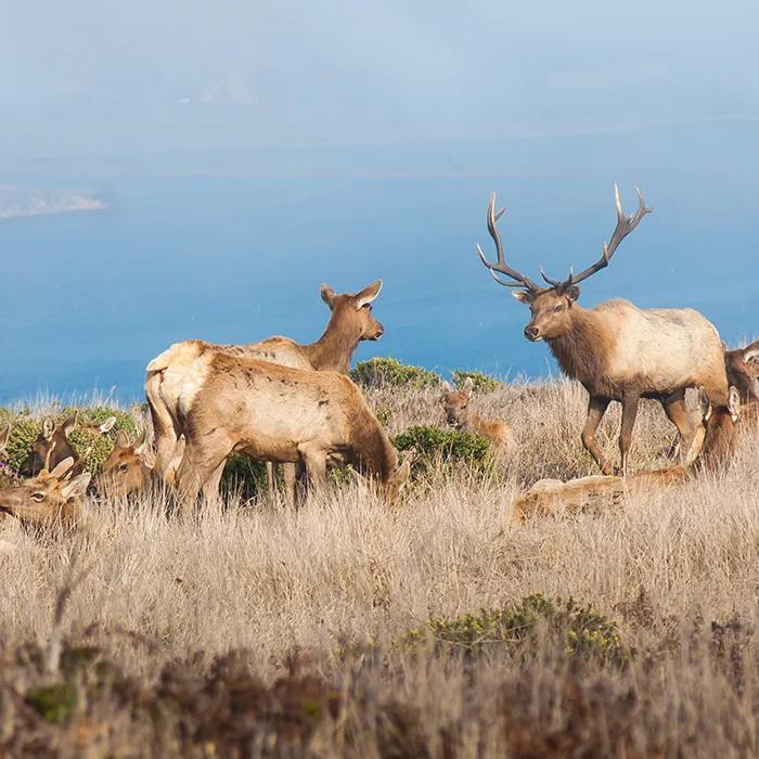Herd of tule elk at Tomales Point