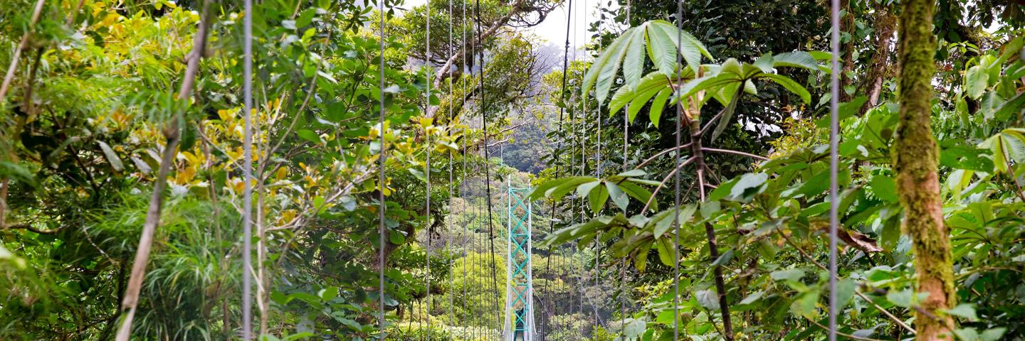 Costa Rica Forrest