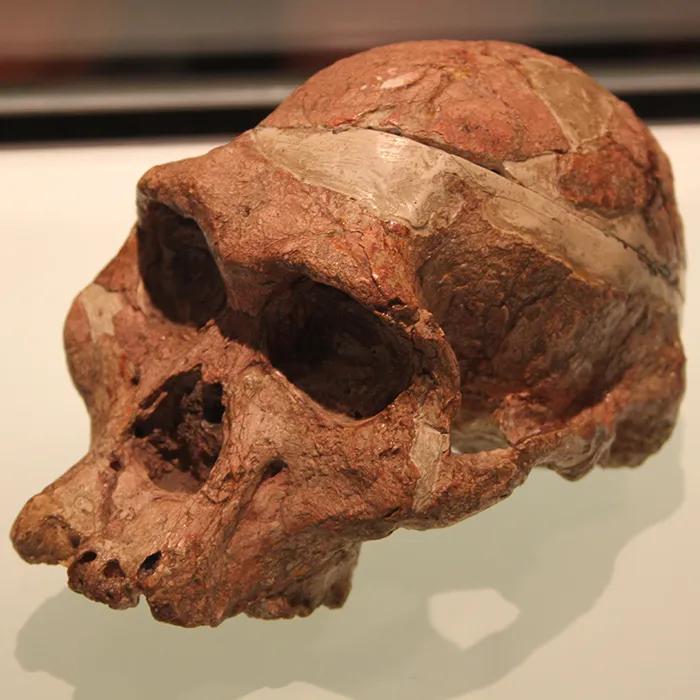 The skull of Mrs Ples