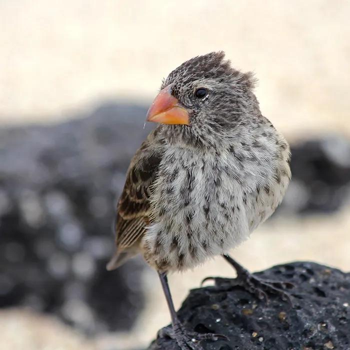 A Darwin finch