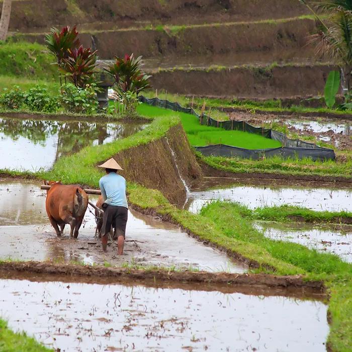 Rice harvesting