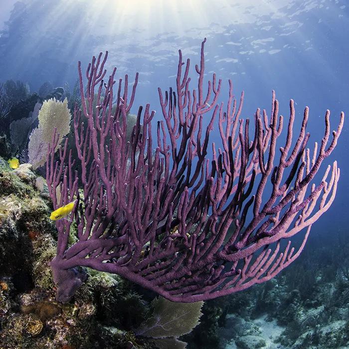 Rays of sunlight illuminate the coral