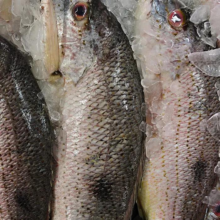 Fresh fish at the market