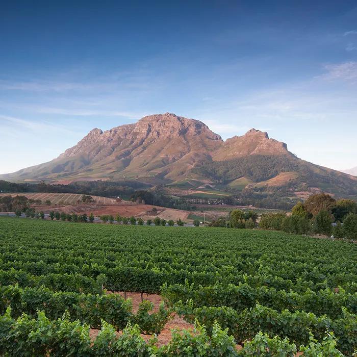 Course surrounded by vines